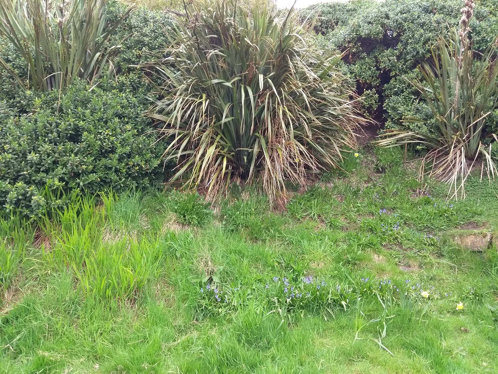 shrubs and planting including a few bluebells in the steep banking around the marina in Kirkwall