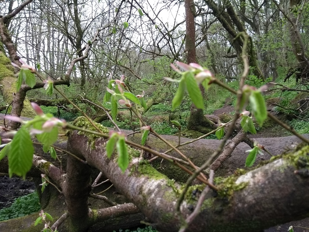 looking through branches where leaves are just starting to emerge to the woods and trees beyond