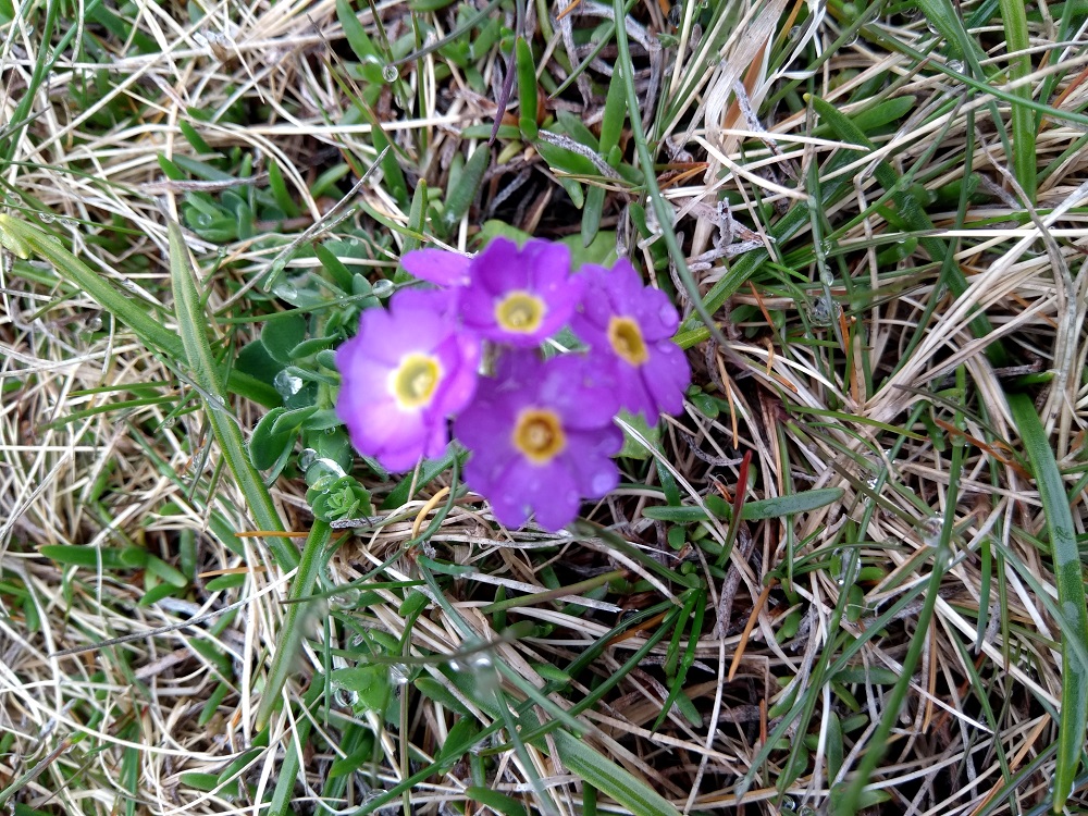 the tiny primula scotica flower on the maritime heath Yesnaby