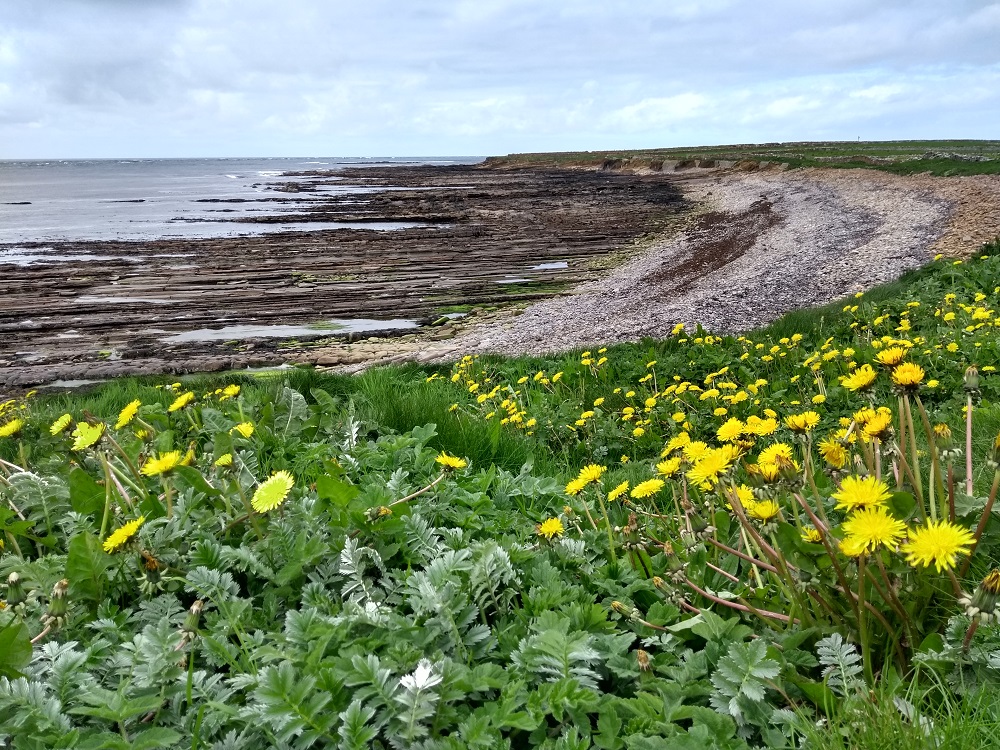 a large mound of flowering dandelions in the bay