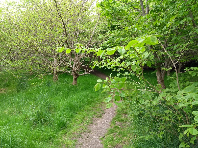 Weather Forecast: Mainly dry with sunny spells today, a few light showers.