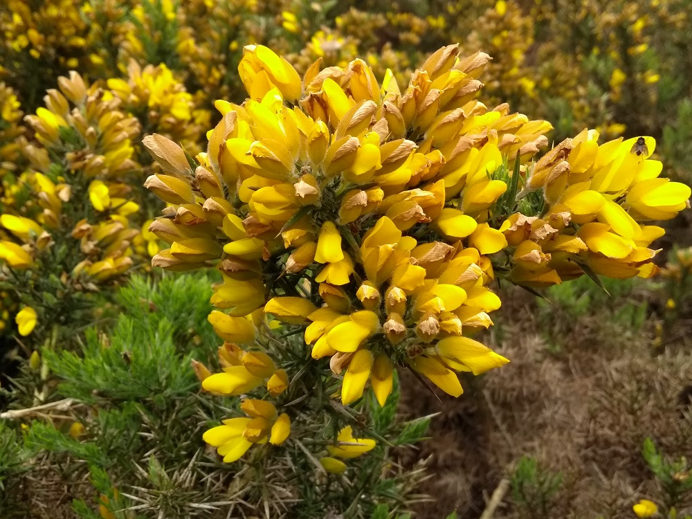 the yellow gorse in full bloom