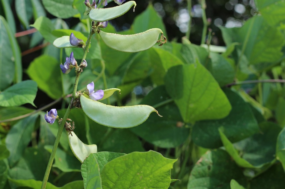 Lablab: Huge Potential of the Drought Resistant Bean
