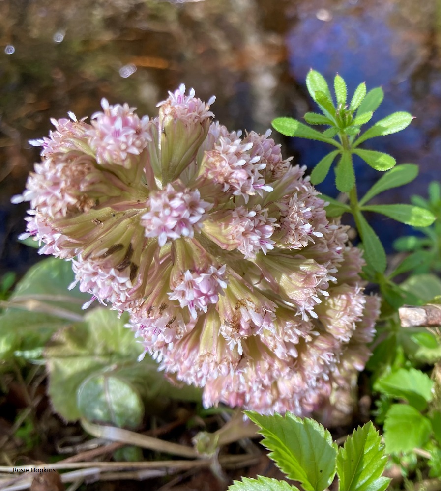 Fascination with Plants