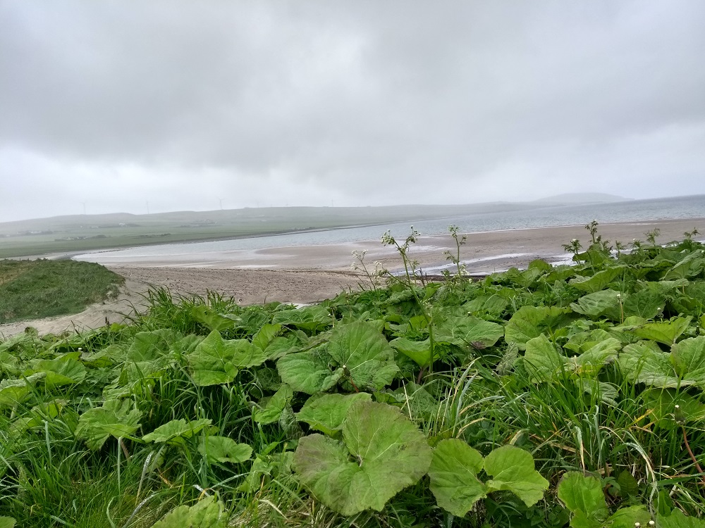 Weather Forecast 17 June : Dull, damp start then mainly dry, sunny spells. Winds easing.