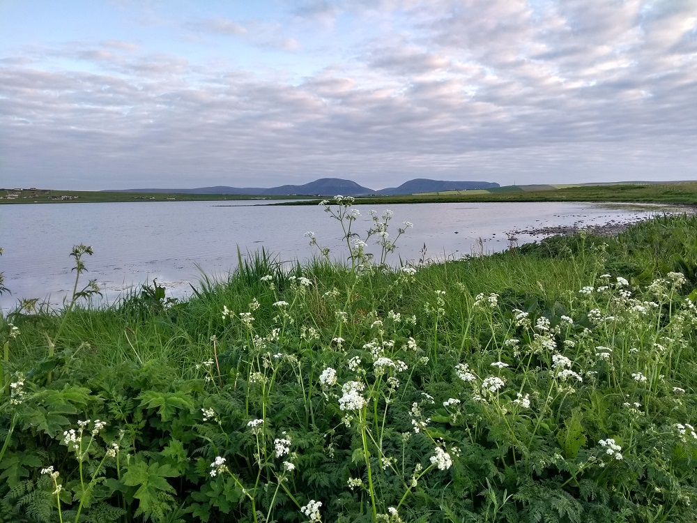 The hills of Hoy can be seen over the loch in the distance through the wildflowers on the banks