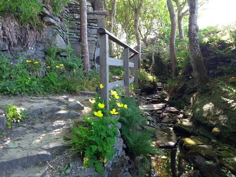 a woodland scene at Happy Valley beside the dried up brook with plants and ferns and a low wall