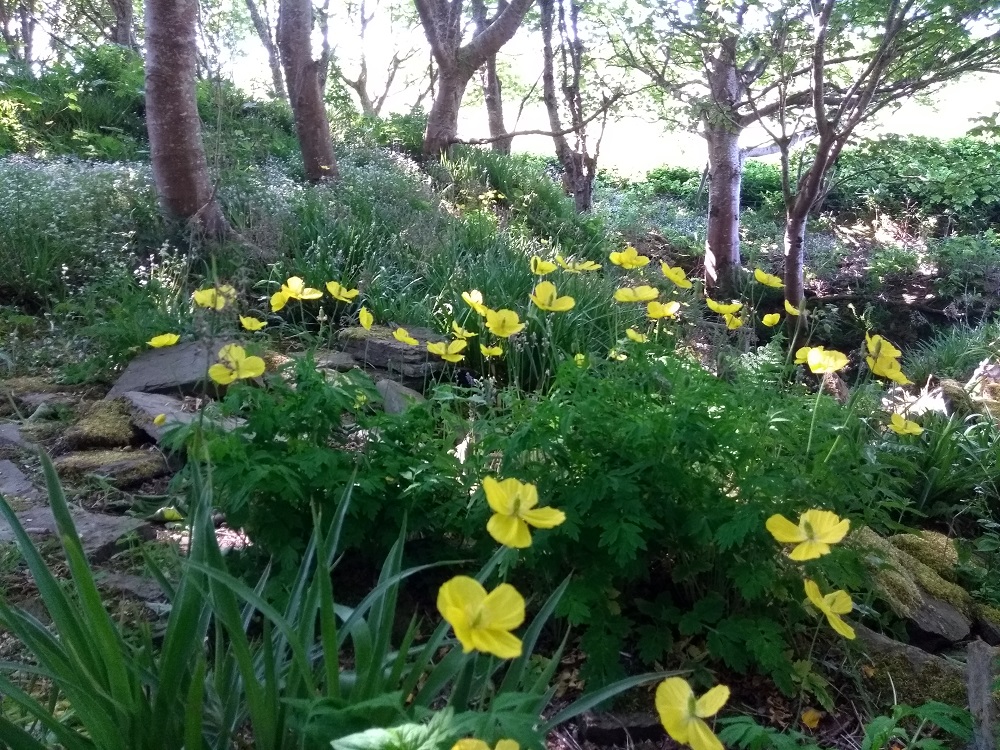 Weather Forecast: Sunny Start Orkney, but Rain Later