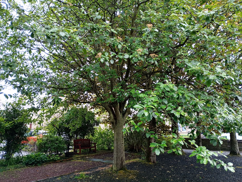 a tree in full leaf with a set under it at St Magnus Centre Kirkwall
