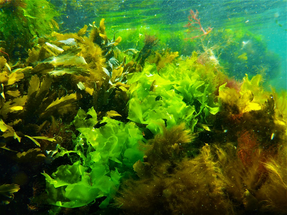 Sea Lettuce : Could this be a new Food Source ?