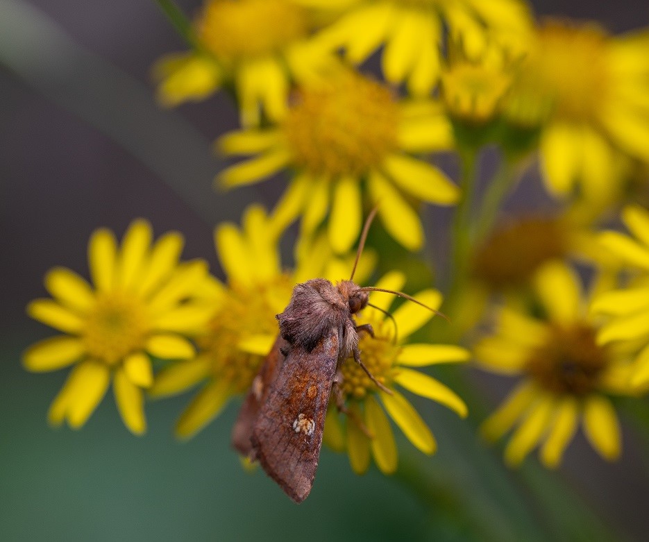 Why Moths are Important Pollinators