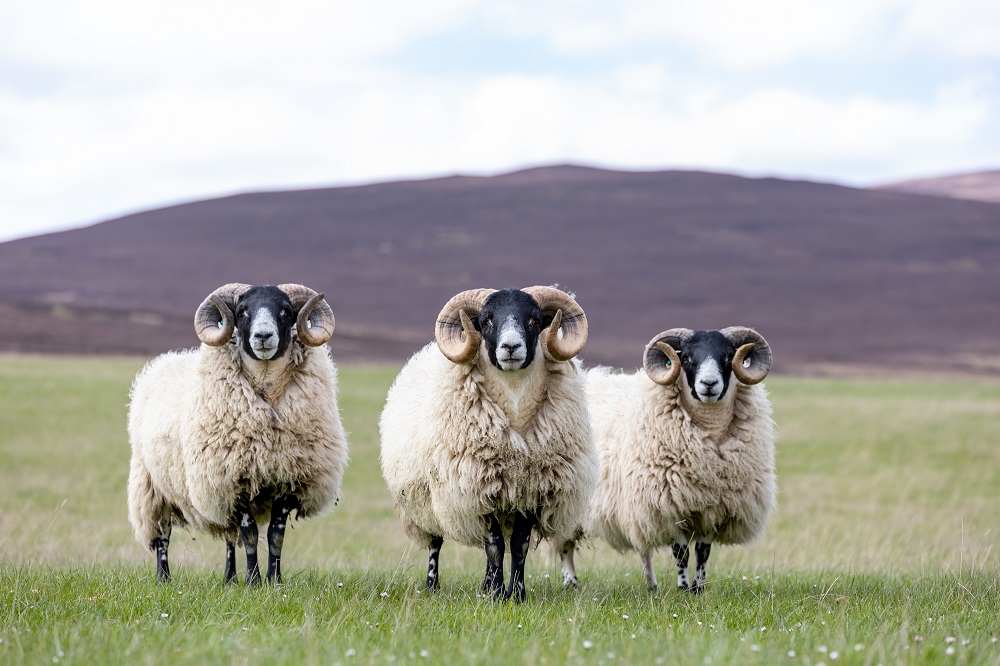 three sheep
