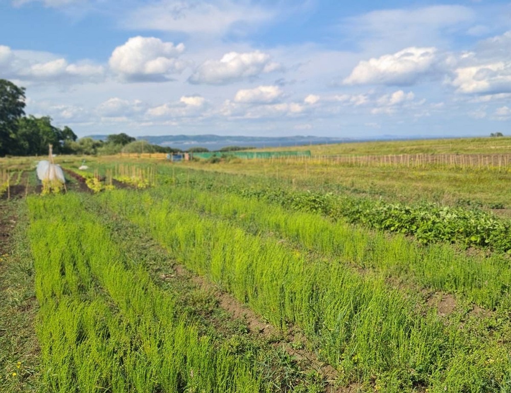 Can Scotland Revive Its Ancient Linen Industry ?