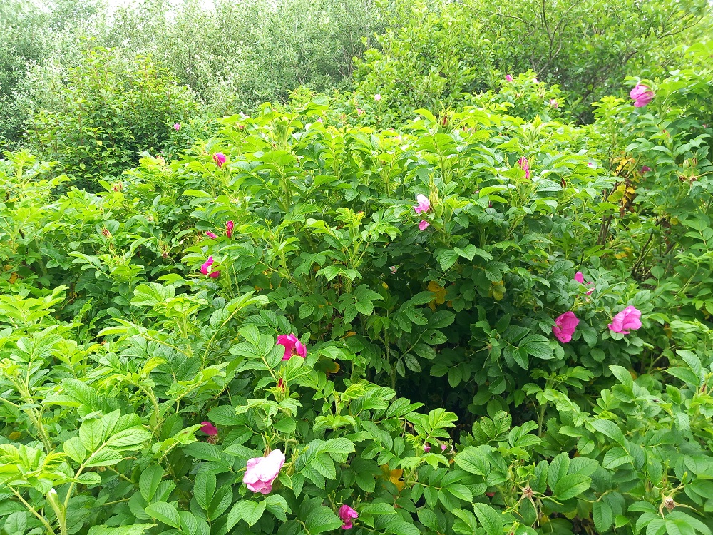 Papdale Woods, Kirkwall