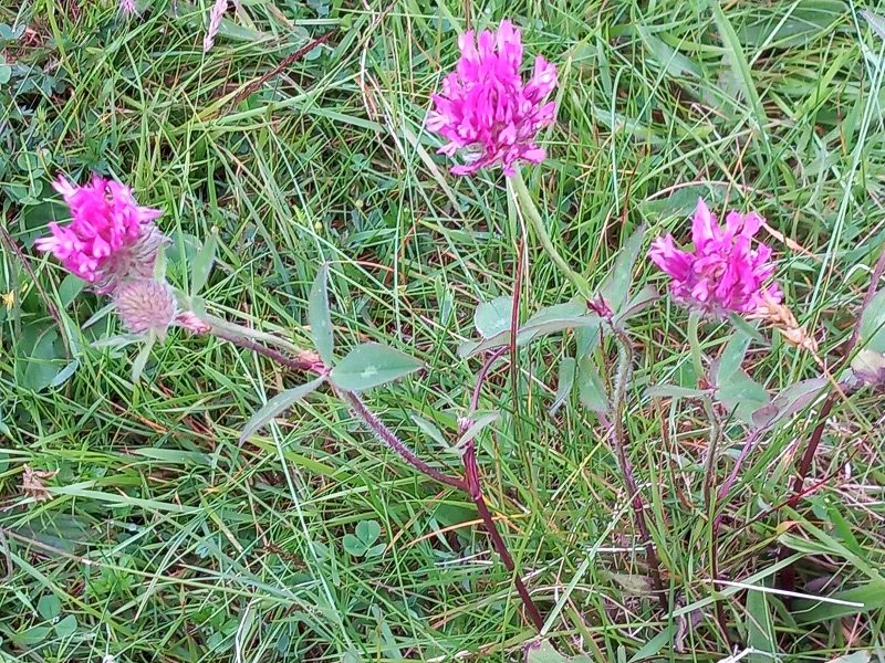 purple clover