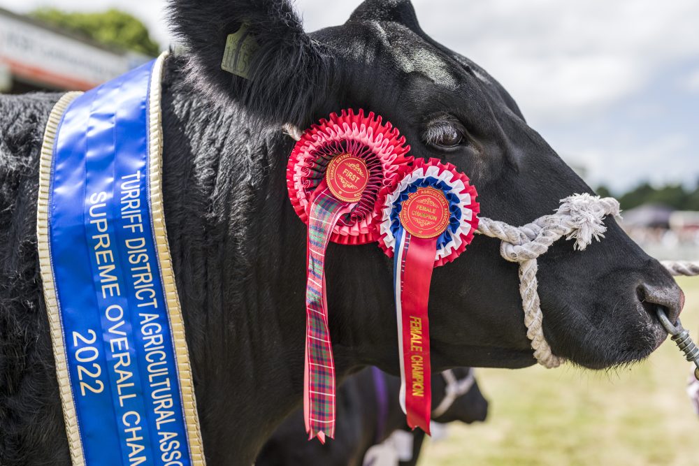 Turriff Show Hosts The Ryeland Scottish National  and the Aberdeen Angus Summer National