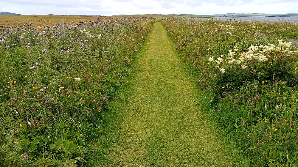 a grass path with wildflowers either sides leading to the standing stones of the Ring of Brodgar