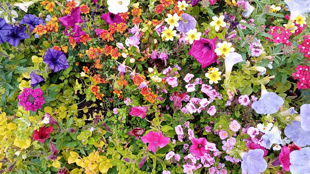 Pretty as a Picture at Pickie