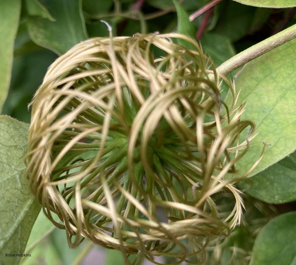 the tangled fronds of the Nelly Moser clematis once it has flowers and leaves large seed heads