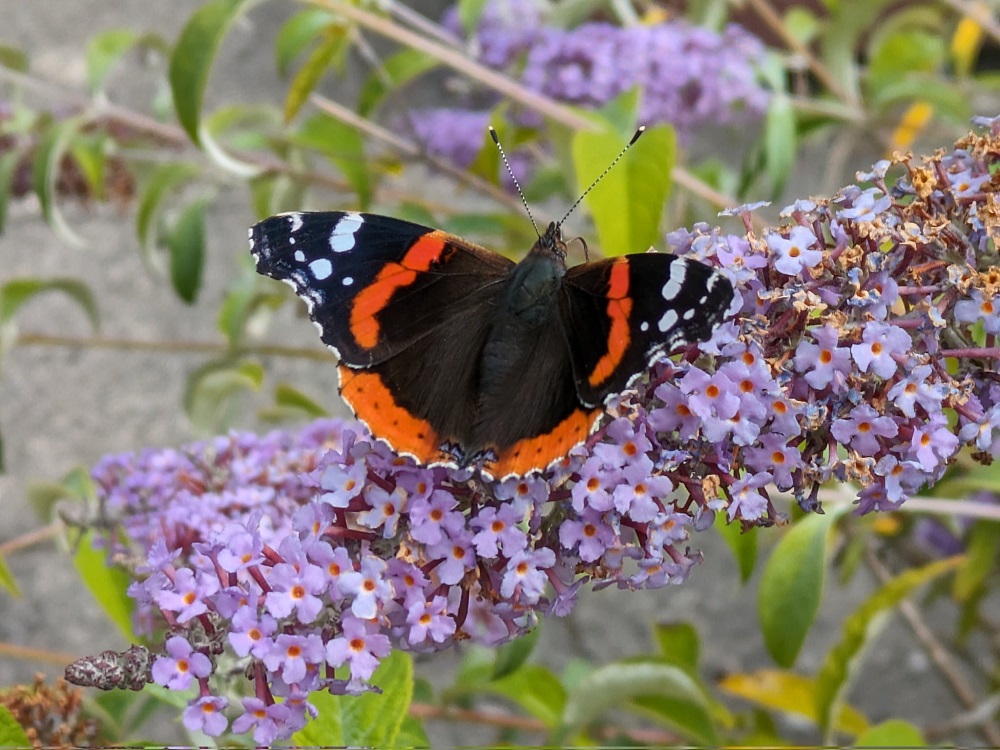 Huge Increase in Red Admiral Sightings: Big Butterfly Count Update