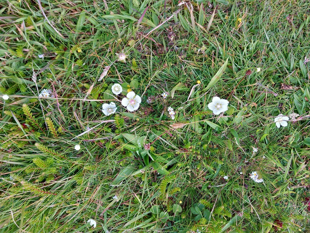 Mull Head by John Mowat