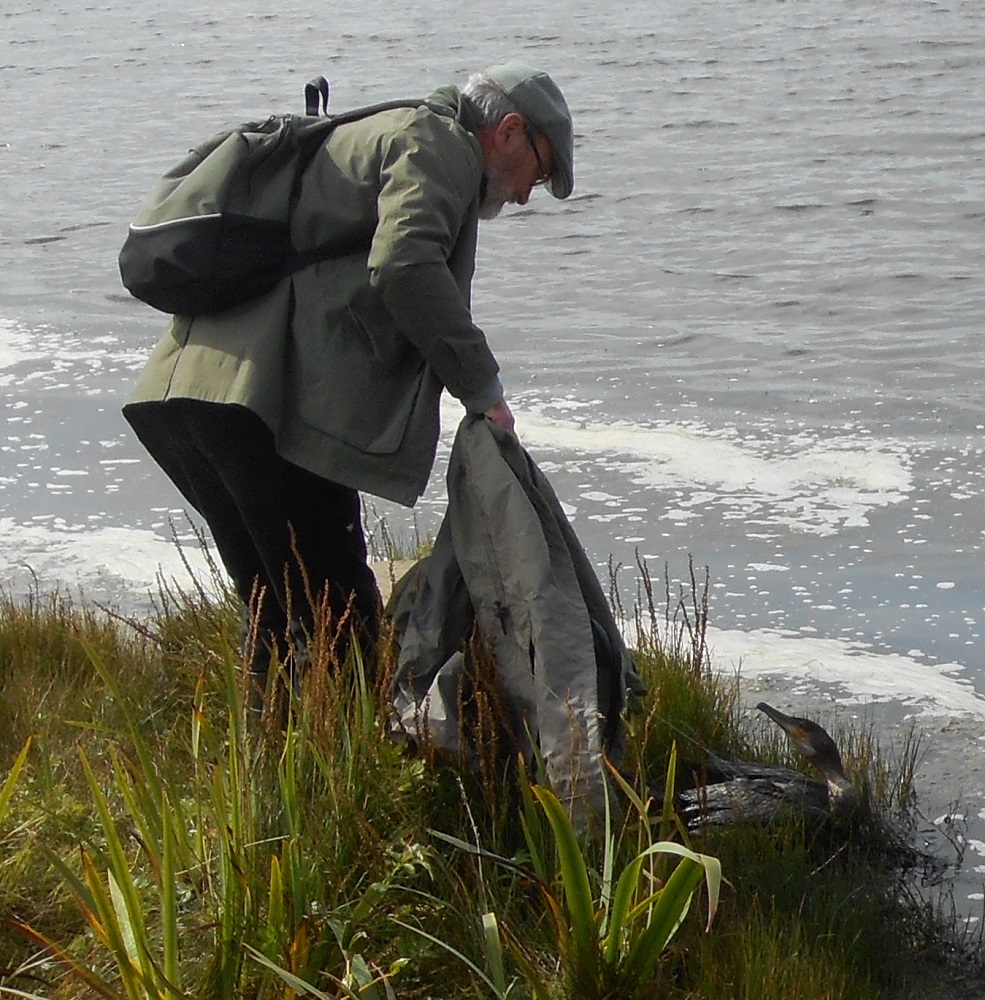 The Dangers of Discarded Fishing Line Highlighted in Cormorant Rescue