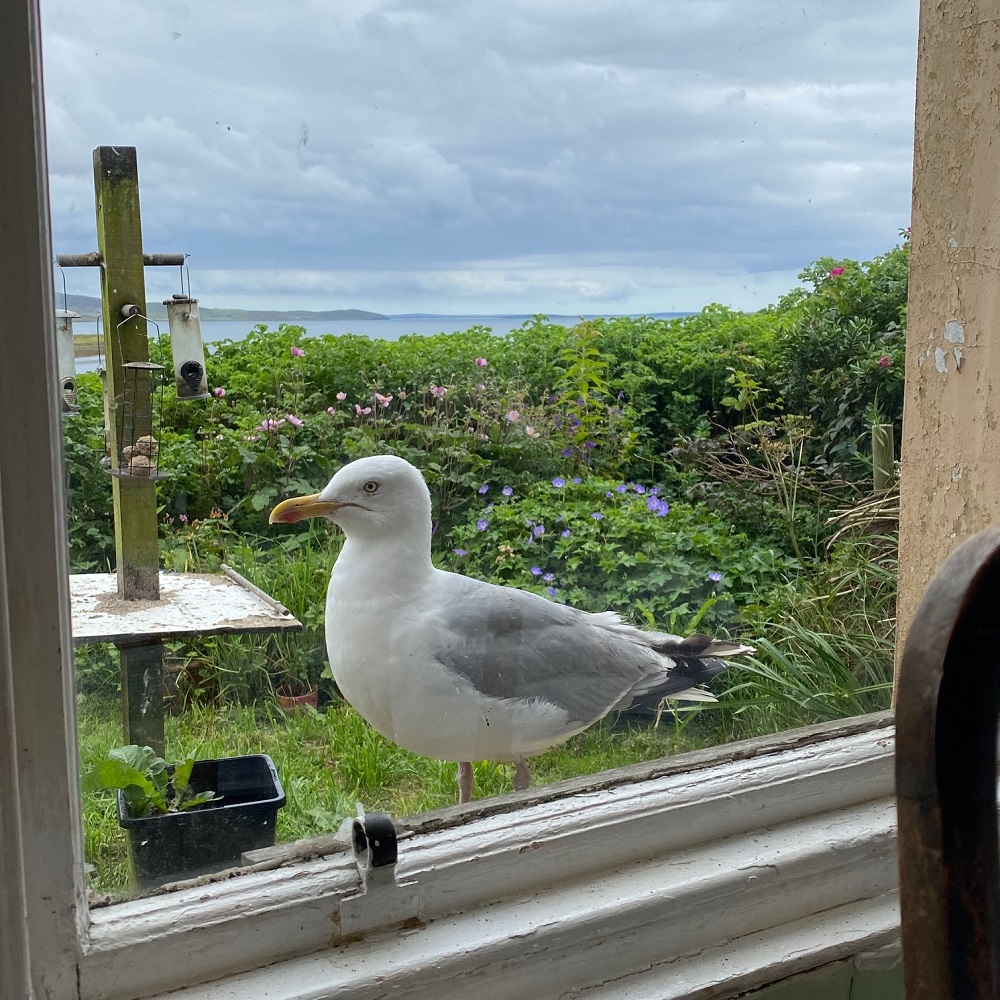 ‘Here’s looking at you kid’ by Mirran Hall