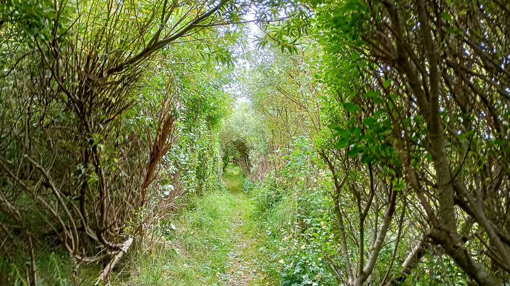 Celebrating Scotland’s Woodlands 2024