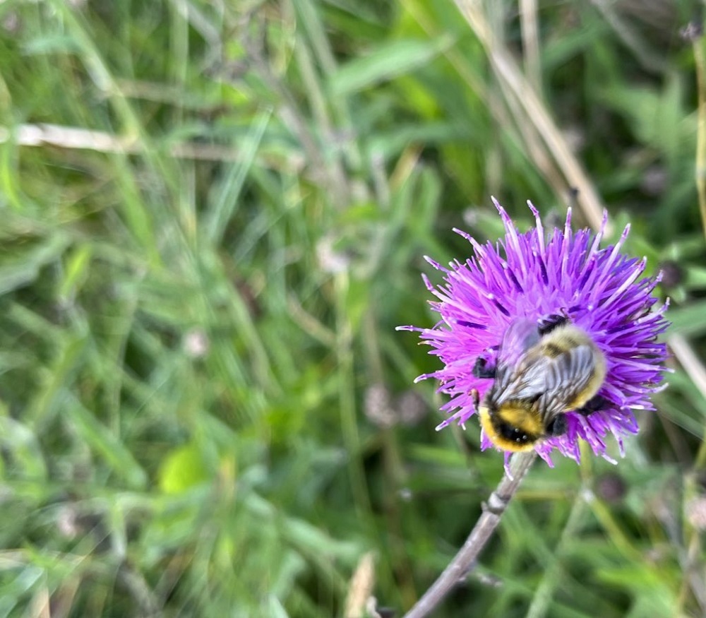 How Sanday’s Machair Supports Endangered Bees