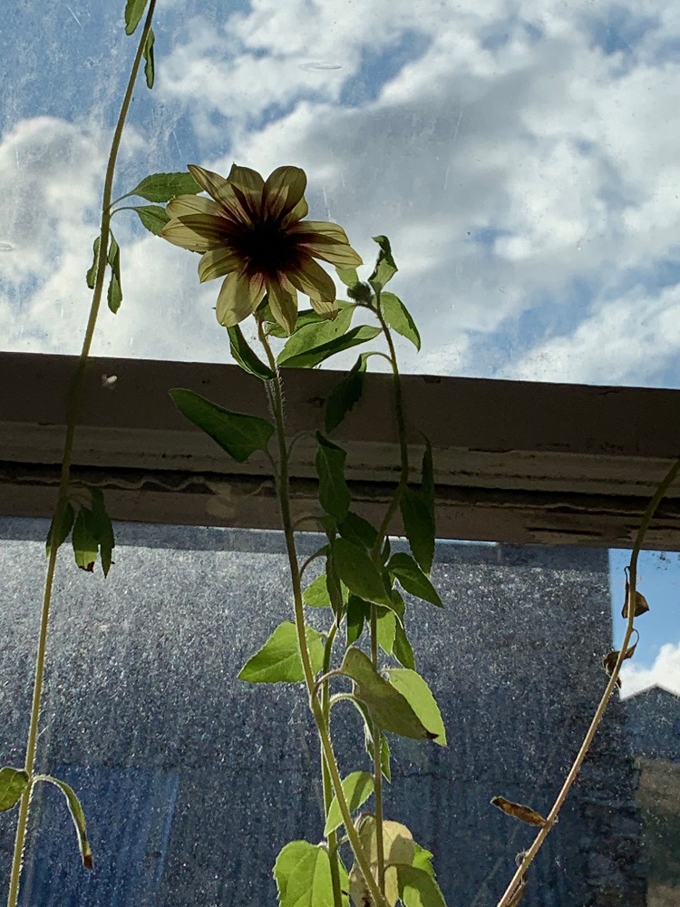 Reaching for the Sun by Mirran Hall