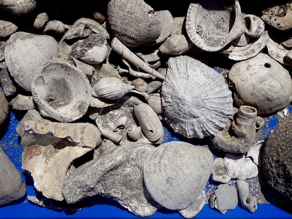 #Fossils ‘Once in a lifetime find’