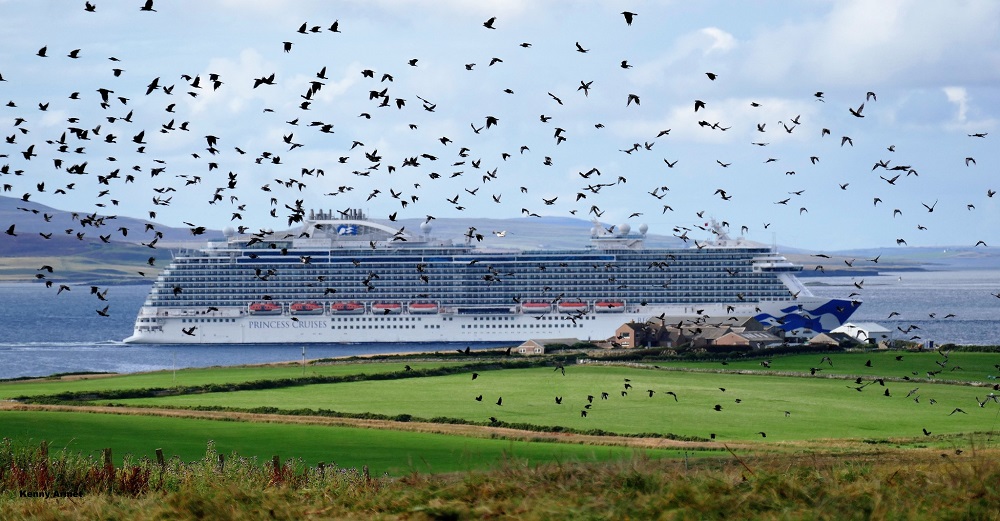 large cruise liner in Kirkwall Bay with a flock of birds rising up in the field in the foreground