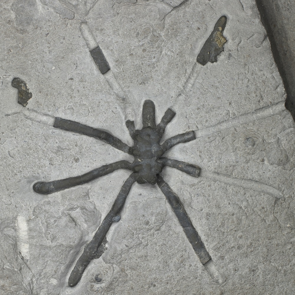 Understanding the Evolution of Sea Spiders