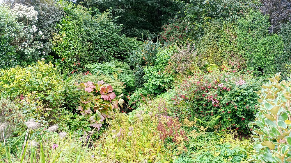 an array of different plants in a wide border at Firth Community Garden