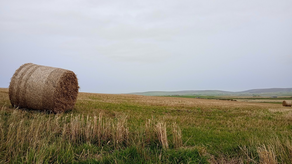 Sharp Fall in Farm Incomes in Scotland Last Year
