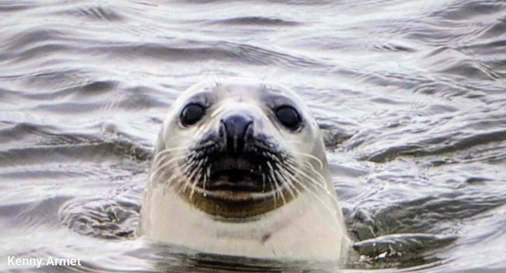 a seal with just its head popping out of the sea