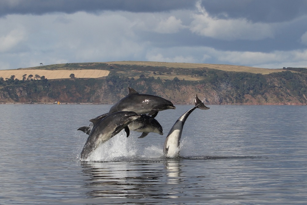 How the Availability of Food Changes Dolphin Behaviour