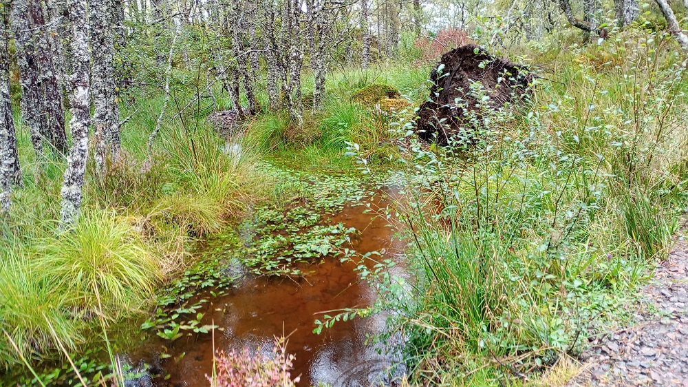a pool of peaty coloured water surrounded by the growth of the woodland