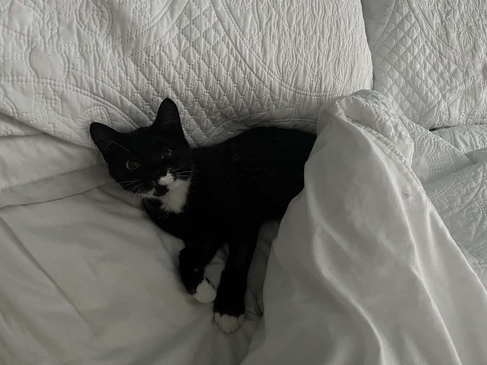 SSPCA  Animal Foster Service