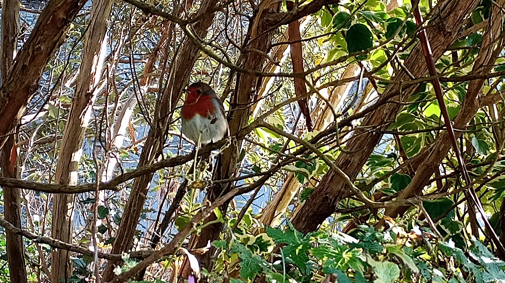 How to take part in the Big Garden Birdwatch 2024