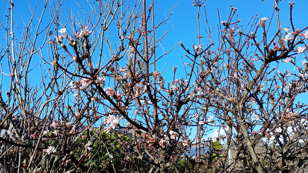 Weather Forecast: Sunshine and scattered showers today