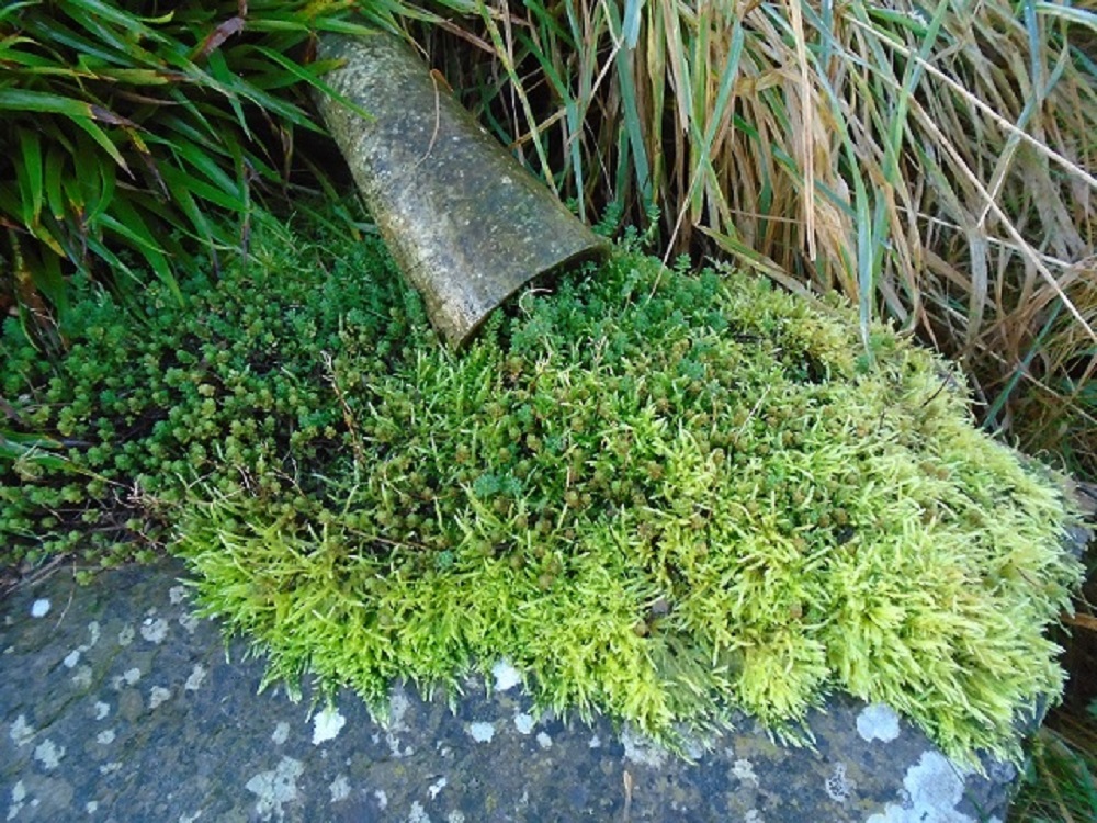 Weather Forecast: Mainly dry, bright with light winds and an odd shower.