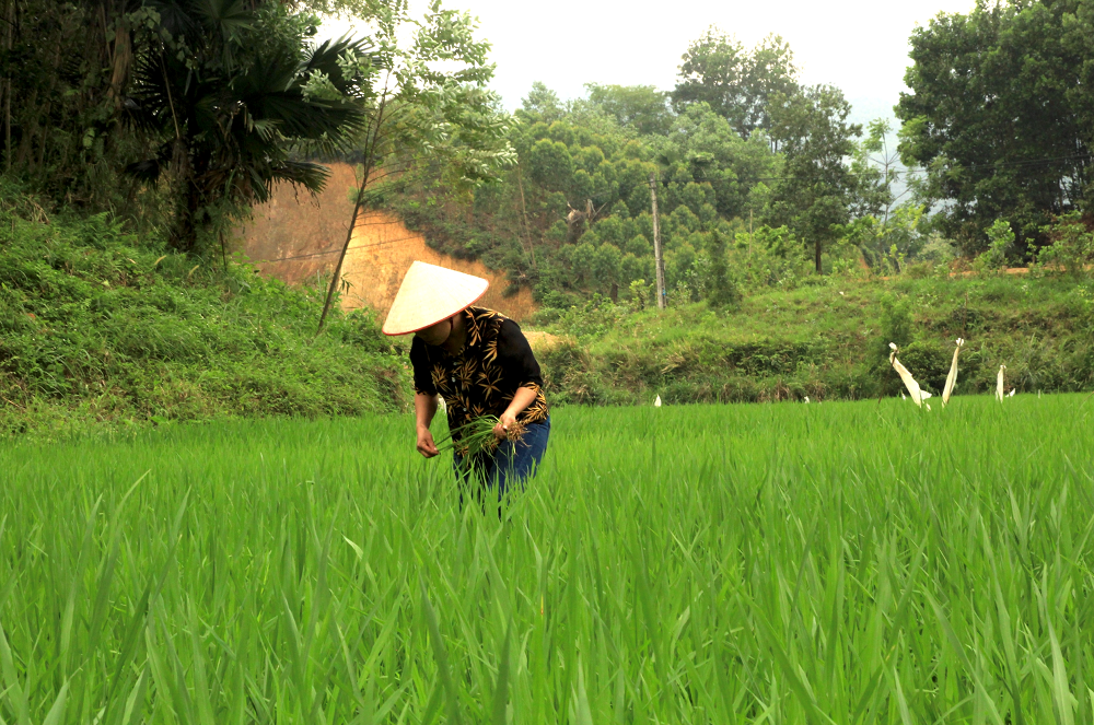 Extreme Heat Affecting Farmworkers & World Food Production