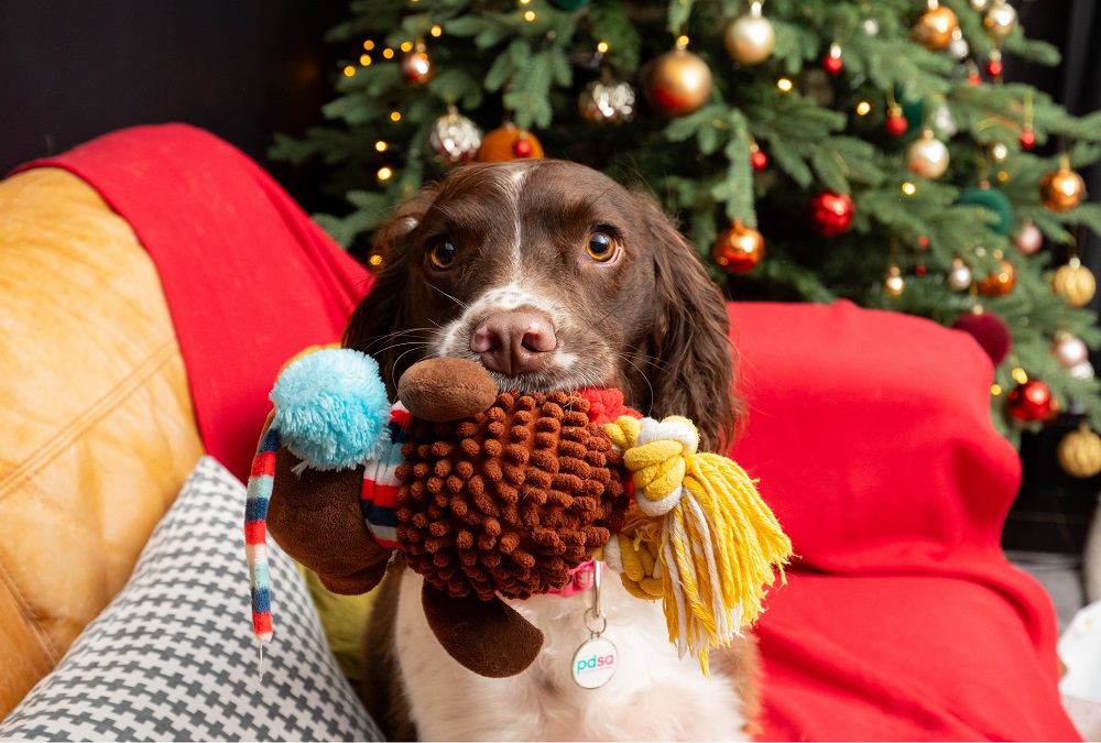 Cooper the dog with toy in his mouth at Christmas