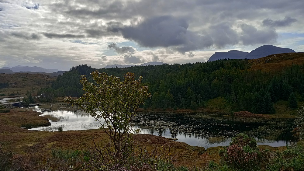 a small lochan in Sutherland with forest edging onto it. A lone tree stand to the fore
