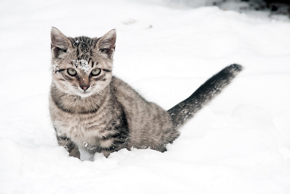 How to Spot Hypothermia in your Pets