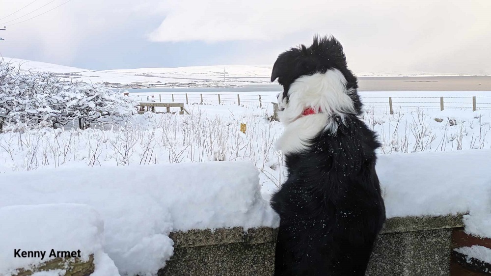 collie dog looking over a wall at the snowy fields