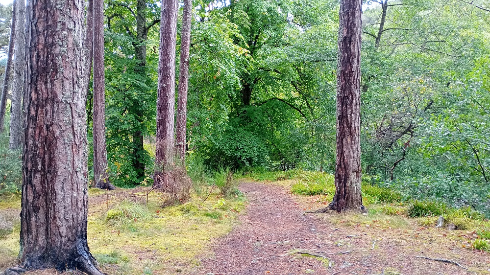 Poetry Corner: ‘Dirge in Woods’