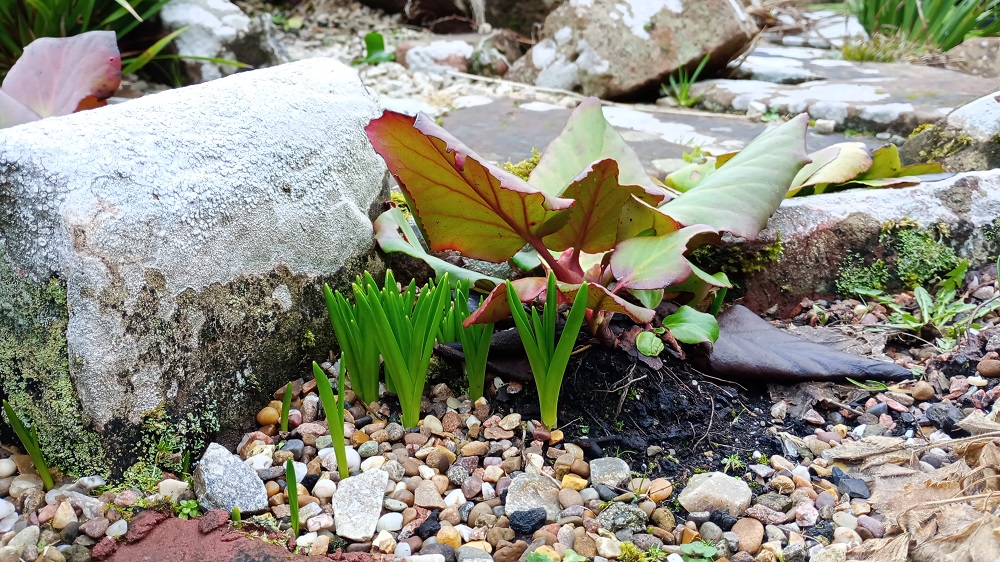 Weather Forecast 20 February : Cloudy with rain and strong winds on Friday.