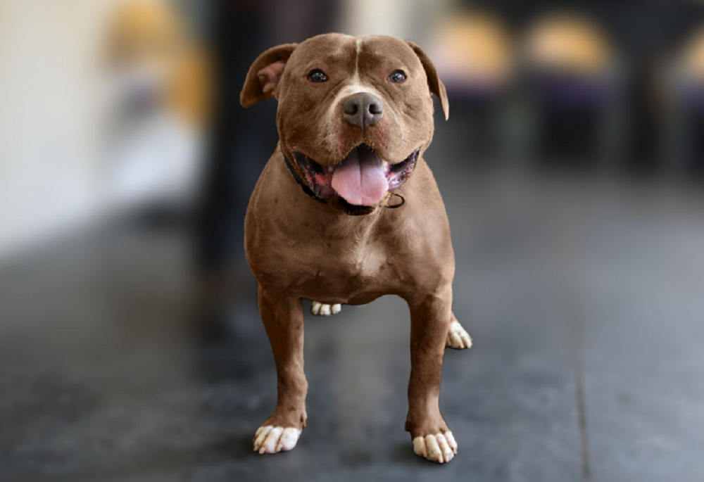 XL Bully Dog New Regulations